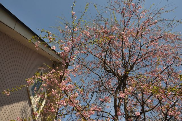 庭の桜