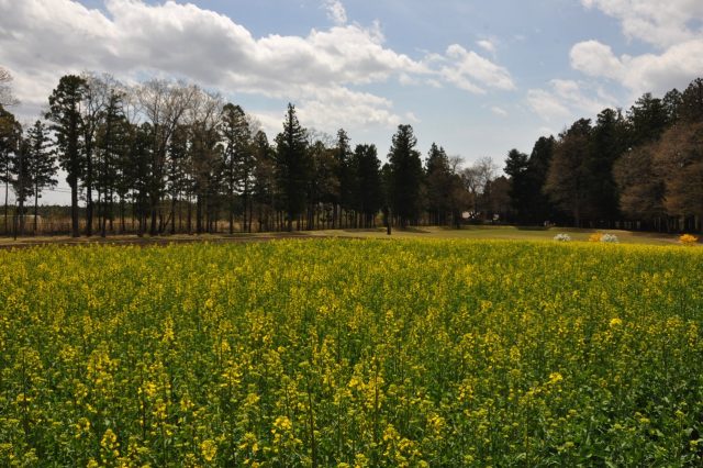 道の駅 明治の森の菜の花