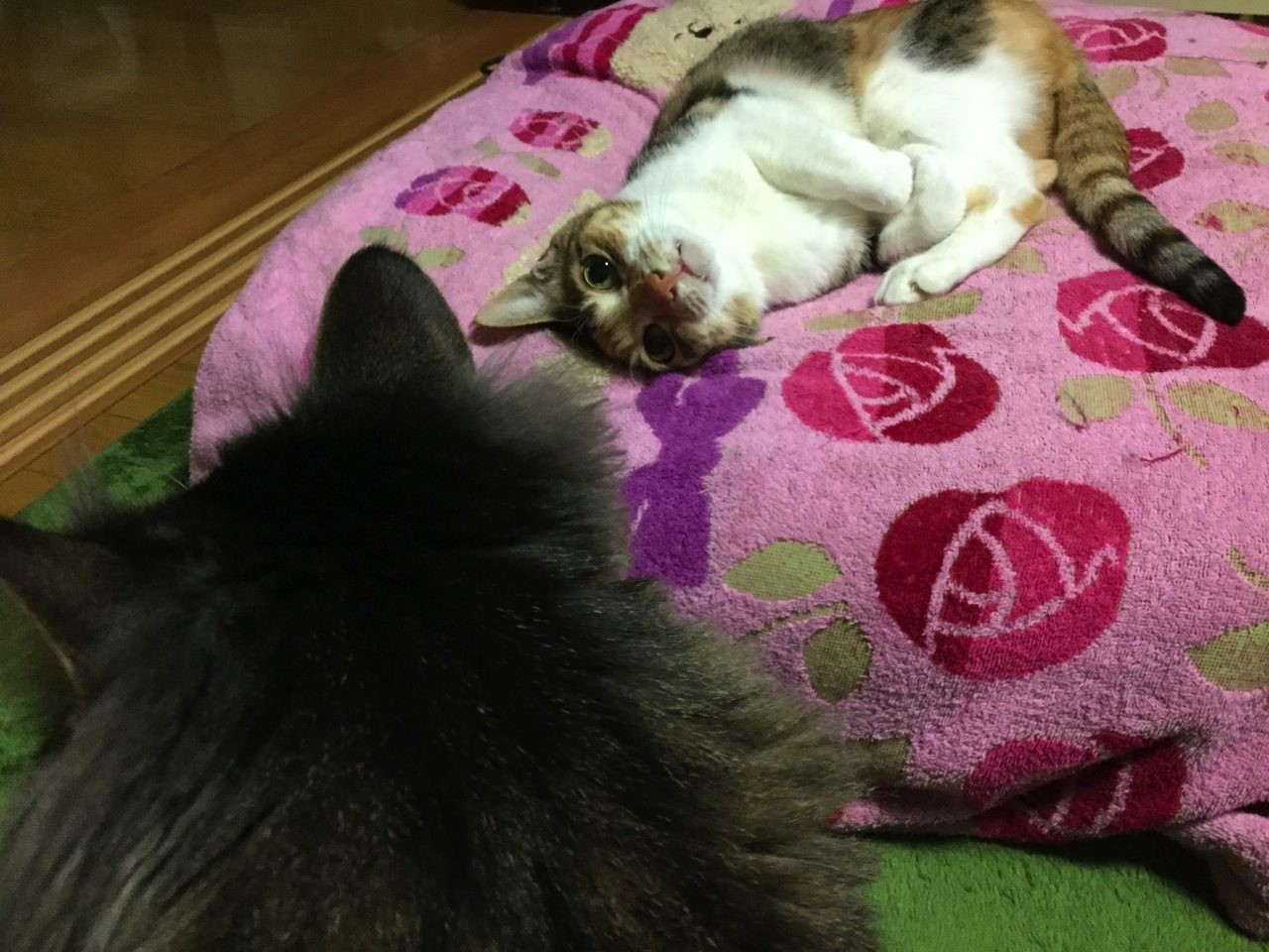 体重ログ