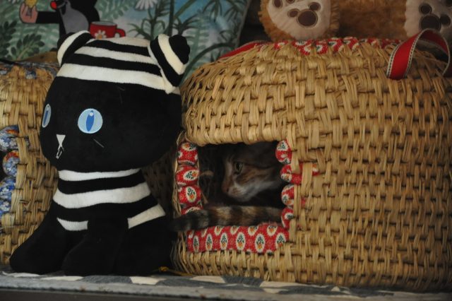 猫ちぐらから出てくる猫