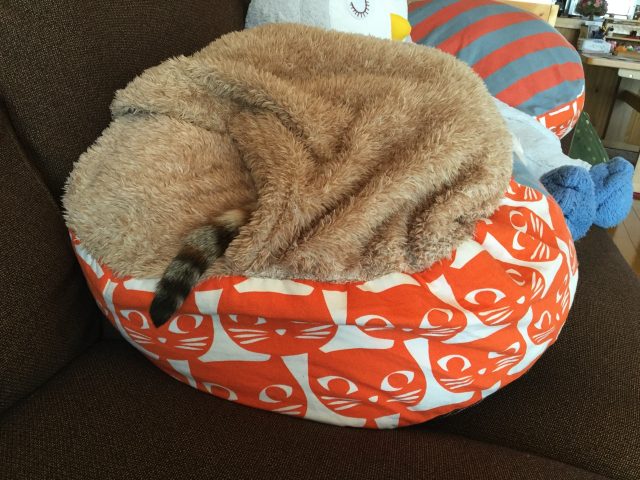 寝相の悪いねこ