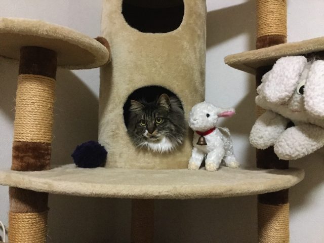 熊猫ダイナー