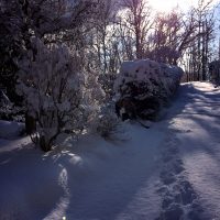 積雪とニホンカモシカ