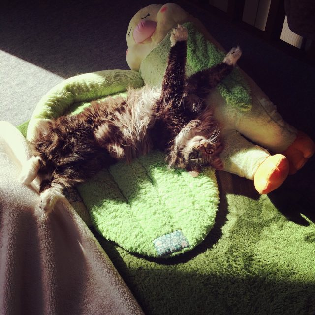 猫の盗み食い履歴