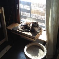 猫の日光浴用ハンモック