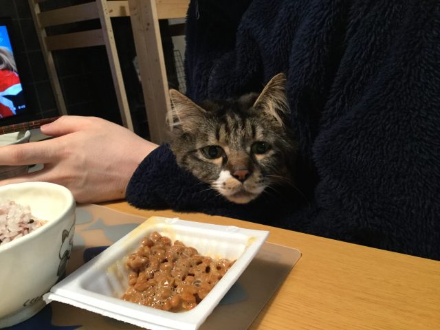 猫と納豆