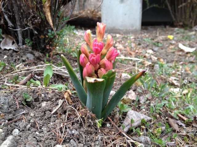 立春から二ヶ月