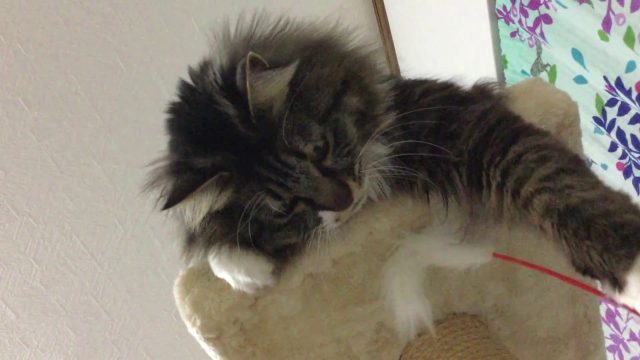 ねこじゃらしで遊ぶ猫