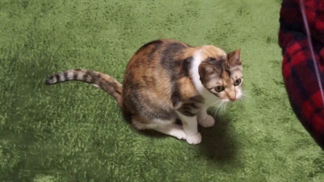 ねこじゃらしに飽きた猫