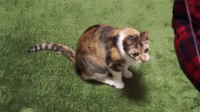 ねこじゃらしに飽きた猫