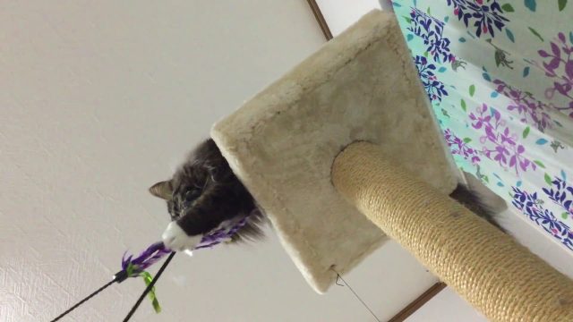 猫じゃらしで遊ぶねこ