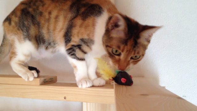 自作キャットウォーク