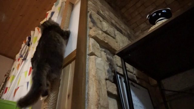 キャットタワーから降りる猫