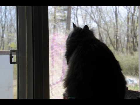 桜が散るのを眺める猫