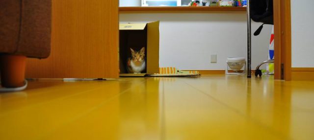 ダンボールハウス