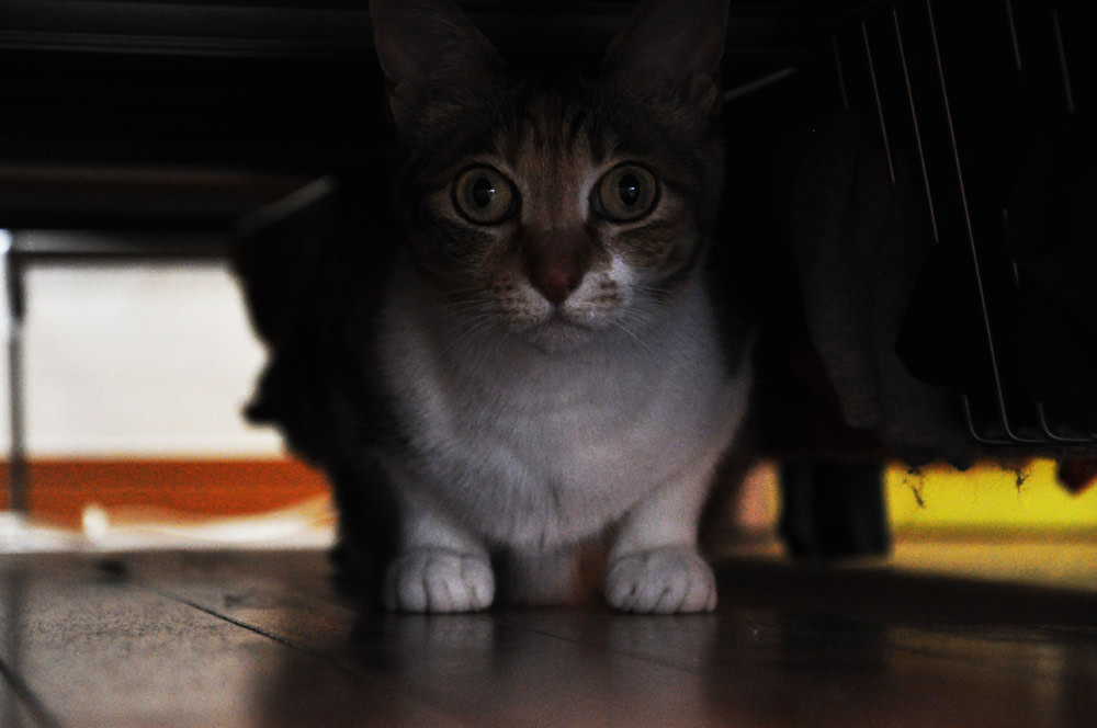 Under The Bed