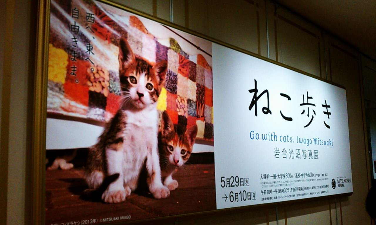 写真展『ねこ歩き』