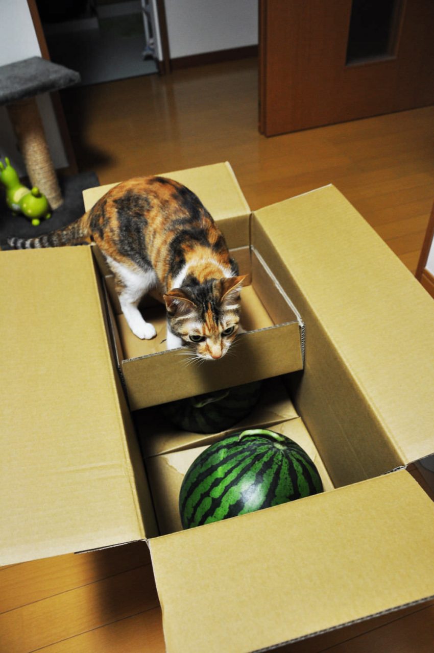 Suica