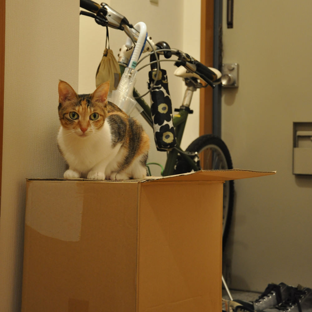 Cardboard