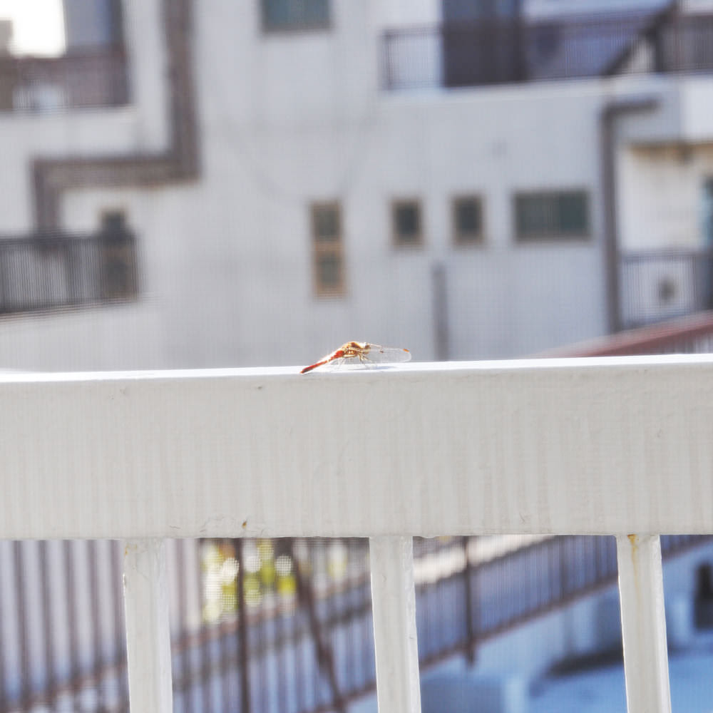 Dragonfly