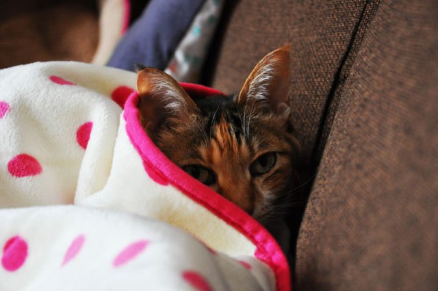 眠い