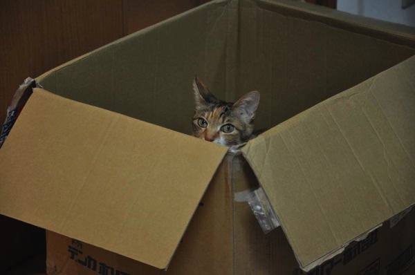 いろいろリスケ