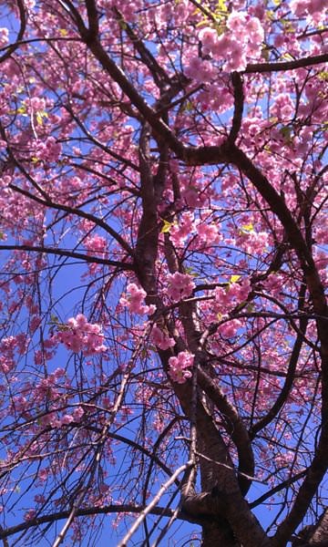 庭の桜