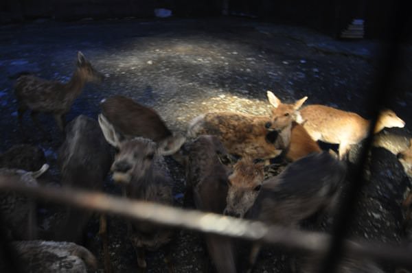 ナイトサファリ