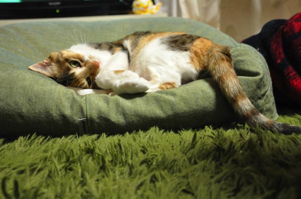 グリーンクッション