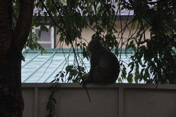 庭に遊びに来た猿の家族