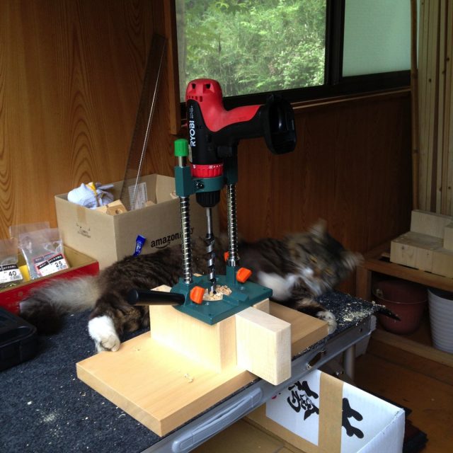 庭に住み始めた野良猫