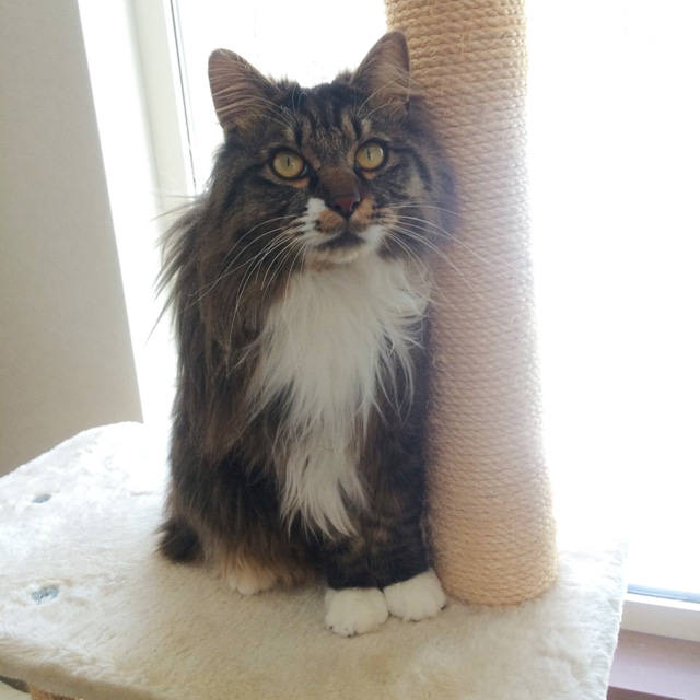 猫のウイルス検査