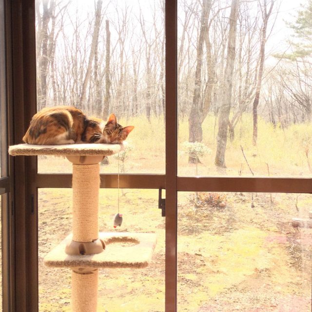 猫のストレージ