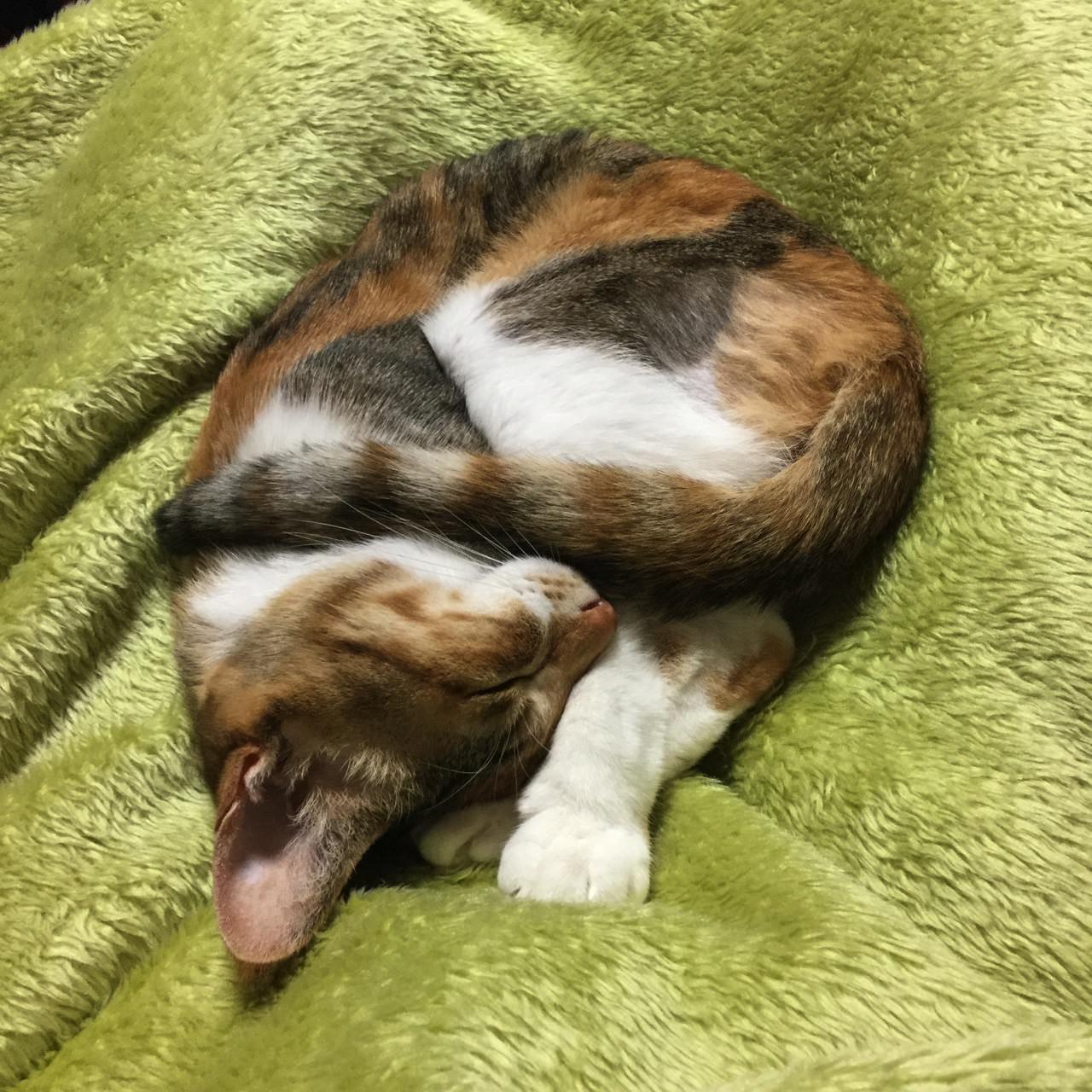 猫との不和のち図書館