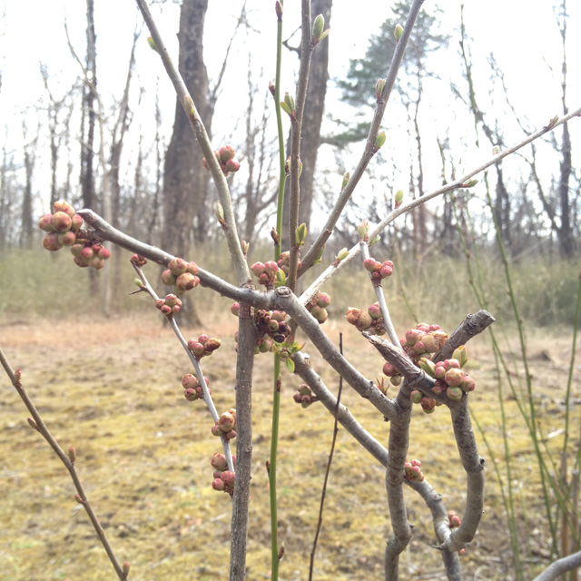 去年は咲くのを休んだだけ