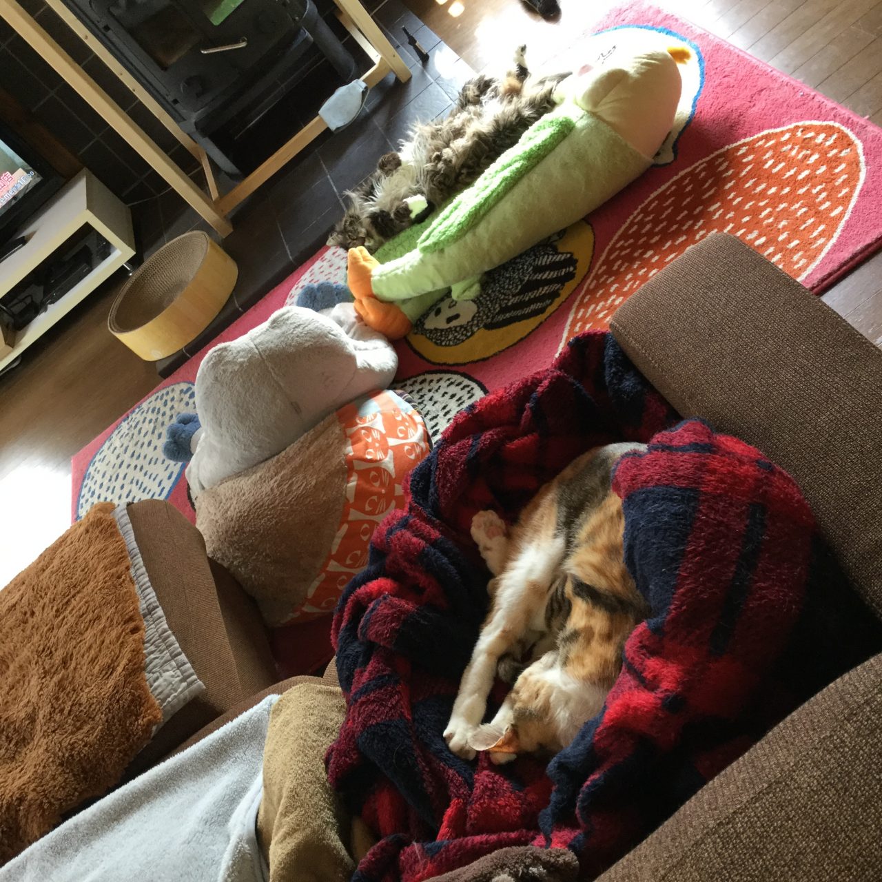 薪ストーブと猫の寝相