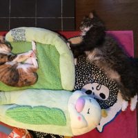 薪ストーブと猫の寝相