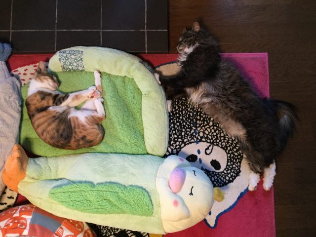 薪ストーブと猫の寝相