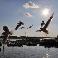 手賀沼公園と手賀の丘公園