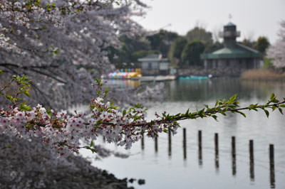 柏の葉公園