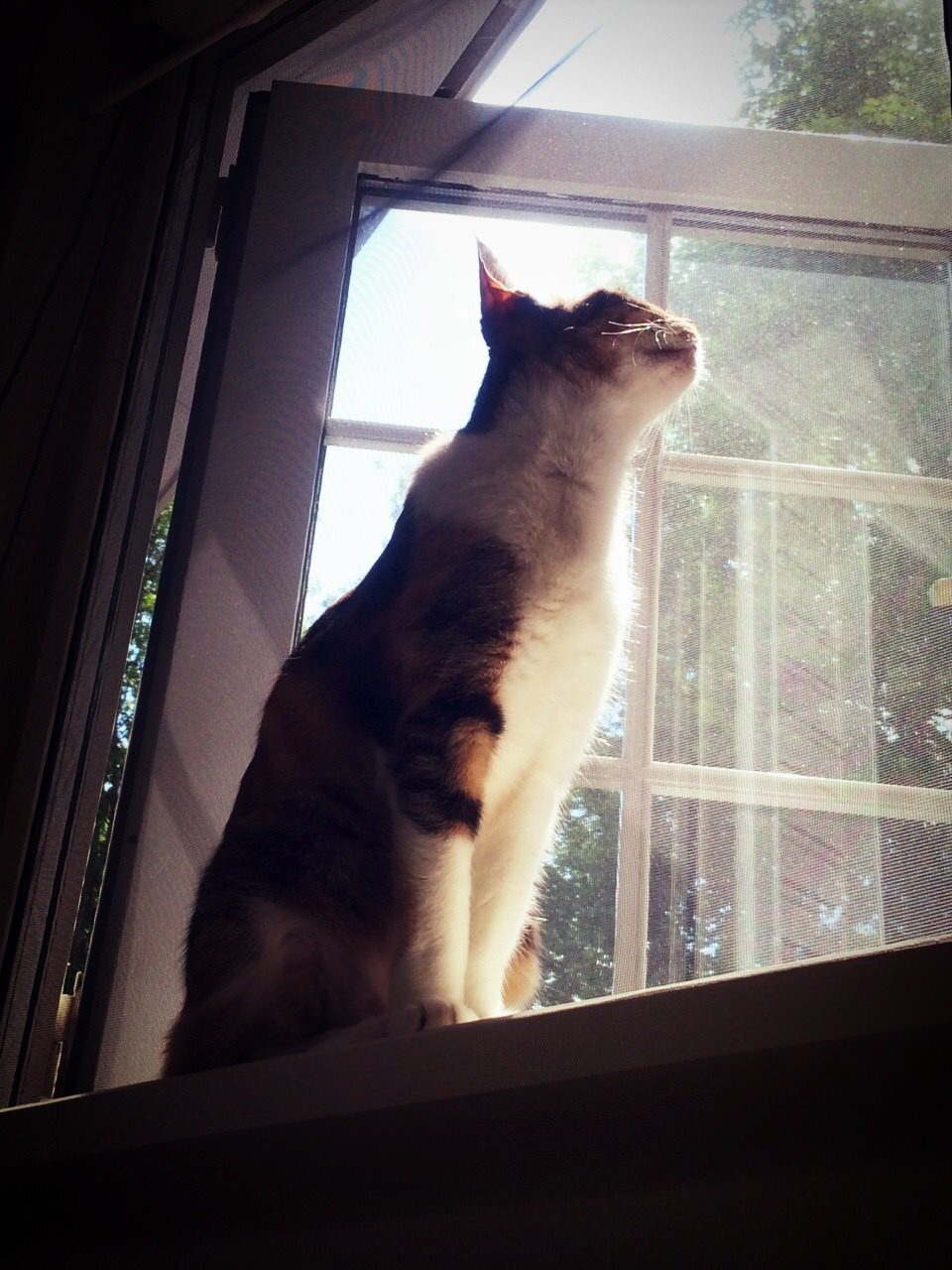 窓辺の猫