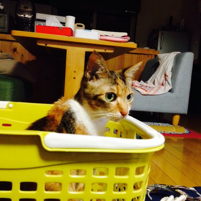 体重ログ