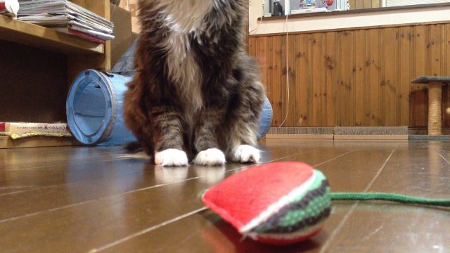 スイカのねこじゃらし