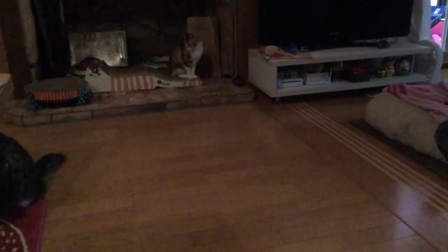 ナノファルコンと猫