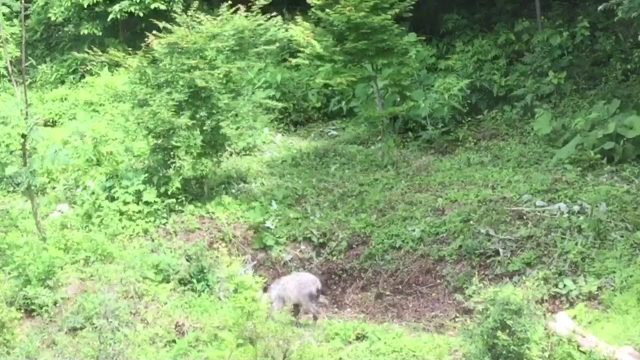 ニホンカモシカの再来