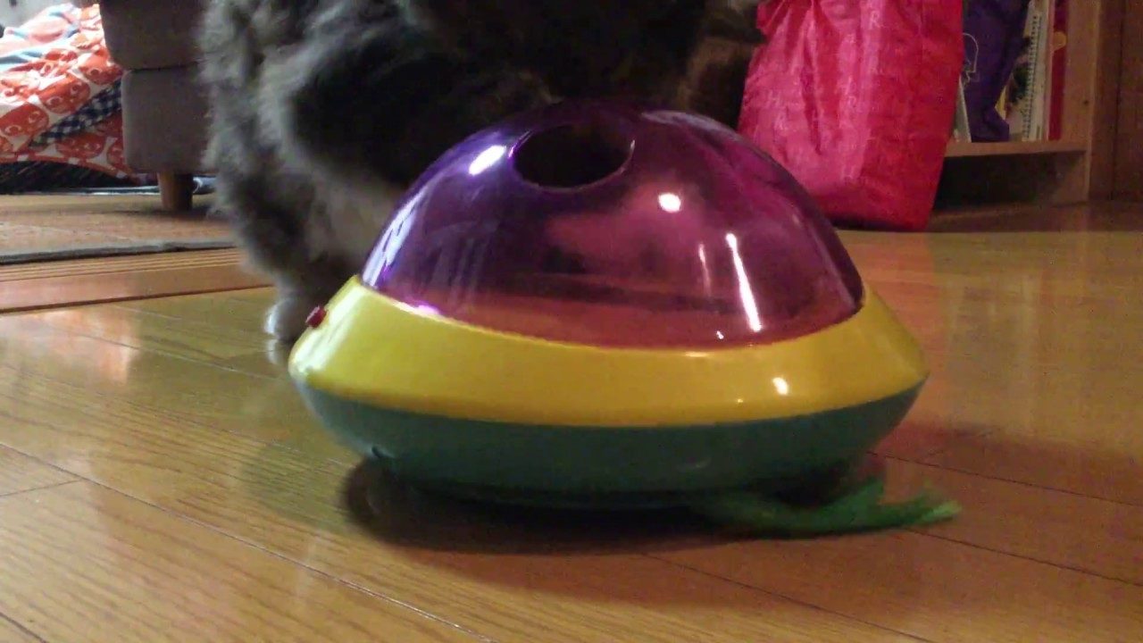 おもちゃで遊ぶ猫