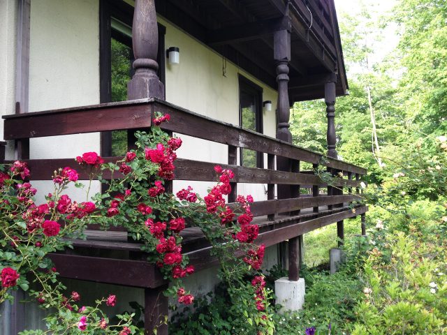薔薇が咲いた