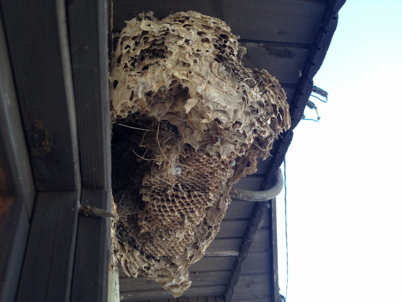 蜂の巣の撤去