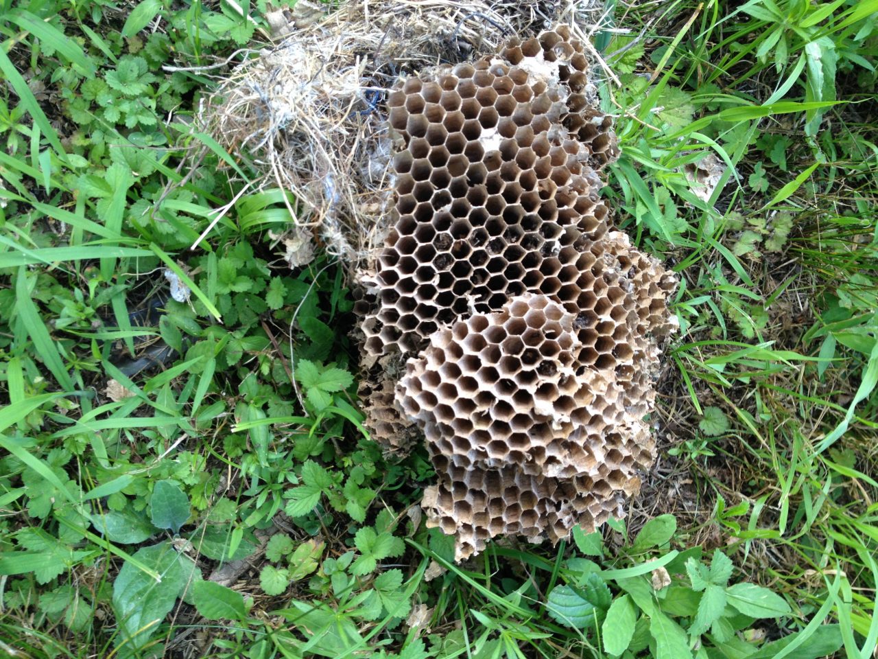 蜂の巣の撤去