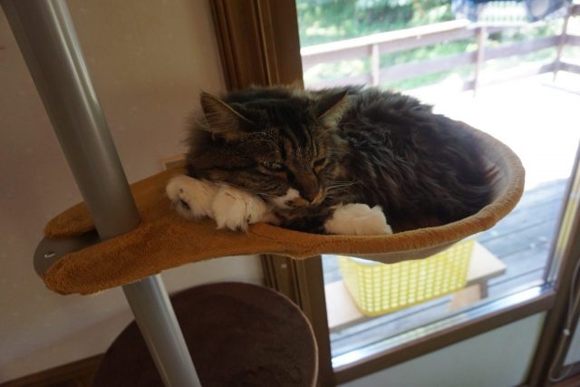 蓮田市からのゲスト